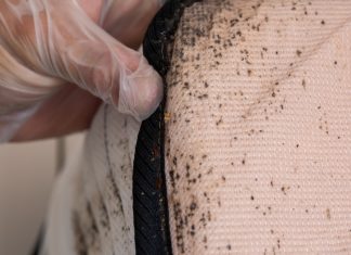 Клопы появляются неожиданно: как справиться с вредителем.