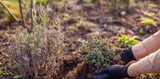 Комнатный садик: какие растения мы забираем домой на зиму.