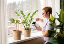 Лучшие растения для свежего воздуха в доме — долой духоту и усталость - Комнатные растения Лучшие растения для свежего воздуха в доме — долой духоту и усталость