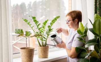 Лучшие растения для свежего воздуха в доме — долой духоту и усталость Лучшие растения для свежего воздуха в доме — долой духоту и усталость