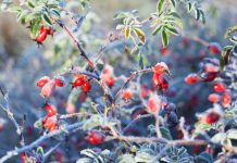 Лунный календарь садовода и огородника на ноябрь 2025 года - Календари Лунный календарь садовых и огородных работ на ноябрь 2025 года.