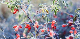 Лунный календарь садовода и огородника на ноябрь 2025 года - Календари Лунный календарь садовых и огородных работ на ноябрь 2025 года.