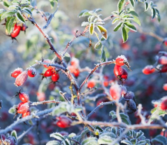 Лунный календарь садовода и огородника на ноябрь 2025 года - Календари Лунный календарь садовых и огородных работ на ноябрь 2025 года.