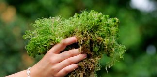 Мох сфагнум от А до Я — идеальный помощник для комнатных растений