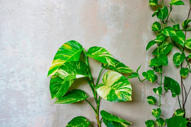 Главный ключ к успеху лежит в понимании фундаментального отличия этих растений от настоящих лиан. Филодендроны и сциндапсусы - лазящие культуры. Они не обвивают опору по спирали и не имеют органов-присосок. Главный ключ к успеху лежит в понимании фундаментального отличия этих растений от настоящих лиан. Филодендроны и сциндапсусы - лазящие культуры. Они не обвивают опору по спирали и не имеют органов-присосок.