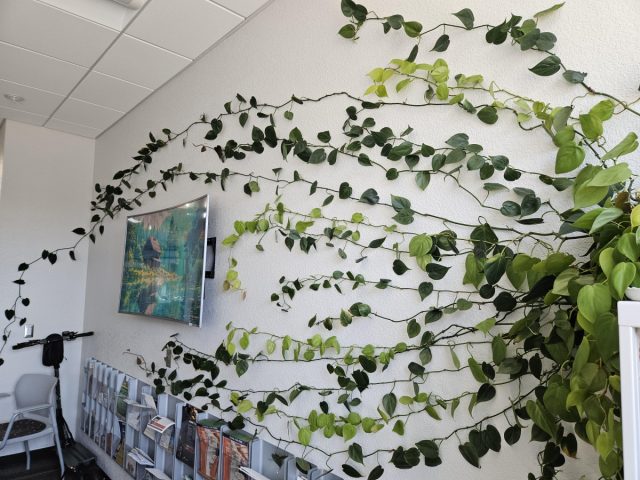 Для молодых, активно растущих филодендронов или сциндапсусов с еще легкими побегами идеальным решением станут системы бесконтактного крепления. Для молодых, активно растущих филодендронов или сциндапсусов с еще легкими побегами идеальным решением станут системы бесконтактного крепления.