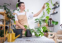 Озеленение стен без вреда для ремонта — варианты для лазящих культур - Комнатные растения Озеленение стен без вреда для ремонта — варианты для лазящих культур