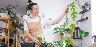 Озеленение стен без вреда для ремонта — варианты для лазящих культур - Комнатные растения Озеленение стен без вреда для ремонта — варианты для лазящих культур