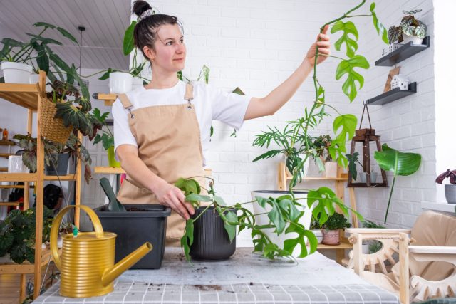 Озеленение стен без вреда для ремонта — варианты для лазящих культур Озеленение стен без вреда для ремонта — варианты для лазящих культур