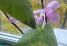 Заболел инжир. Помогите умоляю!!!