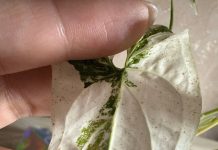 Что с сингониумом?