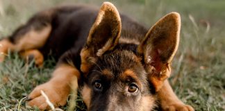 Почему не встают уши у овчарки и как это исправить?