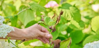 Почему у гортензии буреют листья? Главные опасности для ваших растений.