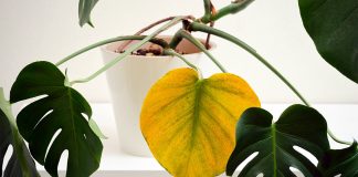 Почему у монстеры желтеют листья? 7 основных причин.