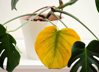 Почему у монстеры желтеют листья? 7 основных причин.