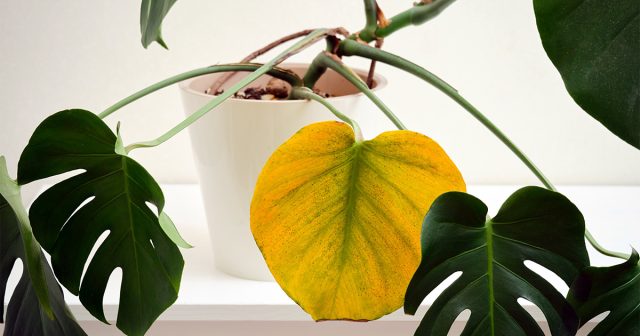 Почему у монстеры желтеют листья? 7 основных причин.