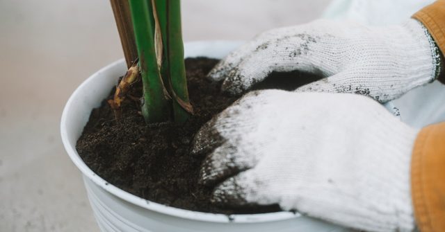 Если грунт неважный или давно не менялся, то спасает только пересадка монстеры с полной заменой субстрата.
