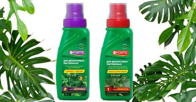 Поэтому наиболее оптимальна подкормка монстеры комплексными удобрениями для комнатных растений. Среди продуктов Bona Forte есть два таких комплекса.