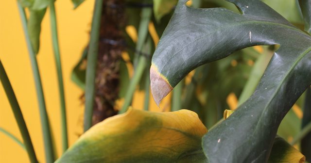 Монстера, как тропическое растение, очень любит высокую влажность и у неё иногда желтеют листья, если воздух в квартире очень сухой.