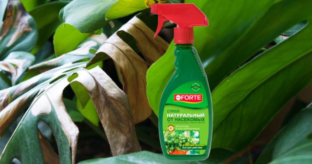Для борьбы с вредителями в квартирах используются только полностью безопасные препараты, такие как спрей От летающих и ползающих насекомых Bona Forte.