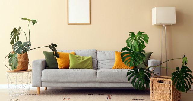 Оптимальная температура для монстеры – 18-27 градусов, однако она может выдержать понижение до 10-12 градусов при правильно организованной зимовке (снижение частоты поливов и подкормок).