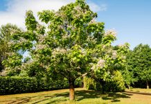 Посадите катальпу — красота и практичность в одном дереве - Цветник и ландшафт Посадите катальпу — красота и практичность в одном дереве.