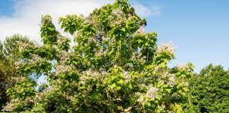 Посадите катальпу — красота и практичность в одном дереве - Цветник и ландшафт Посадите катальпу — красота и практичность в одном дереве.