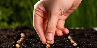 Подзимний посев: как помочь растениям правильно прорасти весной.