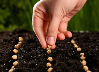 Подзимний посев: как помочь растениям правильно прорасти весной.