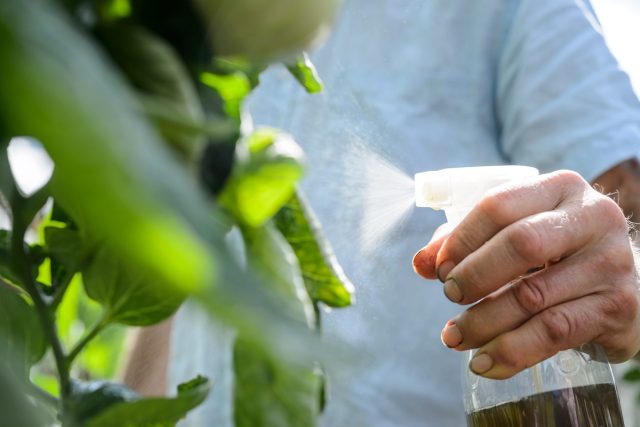 Настой можно использовать для листовой обработки комнатных растений: и подкормка, и адаптоген, и защита. Но, именно защита, а не лечение уже заболевших растений