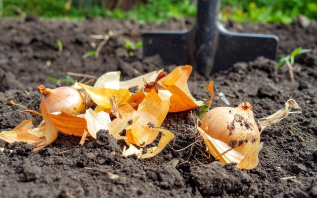 Для моркови лук - вообще-то «лучший друг», защищающий от морковной мухи, так что измельчённую шелуху полезно рассыпать между рядками по поверхности почвы.