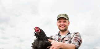 Понос у кур: причины, лечение и профилактика.