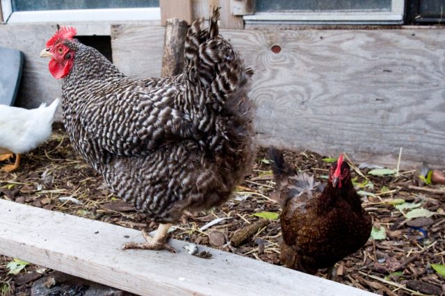 Так как понос у кур может быть вызван самыми разными причинами, его лечение может очень сильно отличаться.