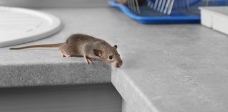 Пошаговый план борьбы с мышами в квартире.