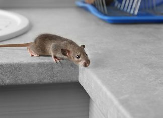 Пошаговый план борьбы с мышами в квартире.