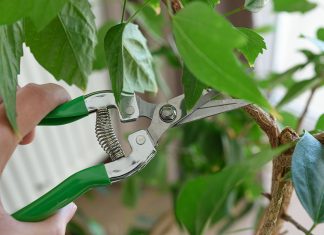 Правильная обрезка комнатного гибискуса — секрет пышного цветения - Блоги компаний Правильная обрезка комнатного гибискуса — секрет пышного цветения.