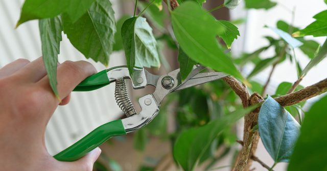 Правильная обрезка комнатного гибискуса — секрет пышного цветения. Правильная обрезка комнатного гибискуса — секрет пышного цветения.