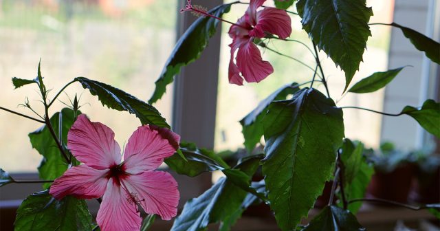 Ежегодно укорачивая или прищипывая побеги 3-4-го порядка можно создать красивую, равномерно облиственную и хорошо цветущую крону нужной формы. Ежегодно укорачивая или прищипывая побеги 3-4-го порядка можно создать красивую, равномерно облиственную и хорошо цветущую крону нужной формы.