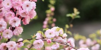 Морозоустойчивые, но редкие — лучшие декоративные кустарники для сада