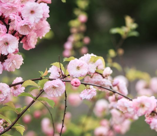 Морозоустойчивые, но редкие — лучшие декоративные кустарники для сада - Декоративные кустарники Морозоустойчивые, но редкие — лучшие декоративные кустарники для сада