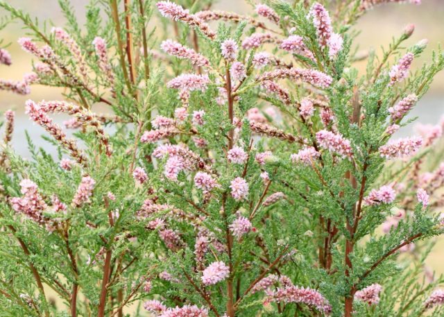Мирикария лисохвостниковая (myricaria alopecuroides) - очень редкое, хотя и совершенно незаслуженно, растение в наших садах.