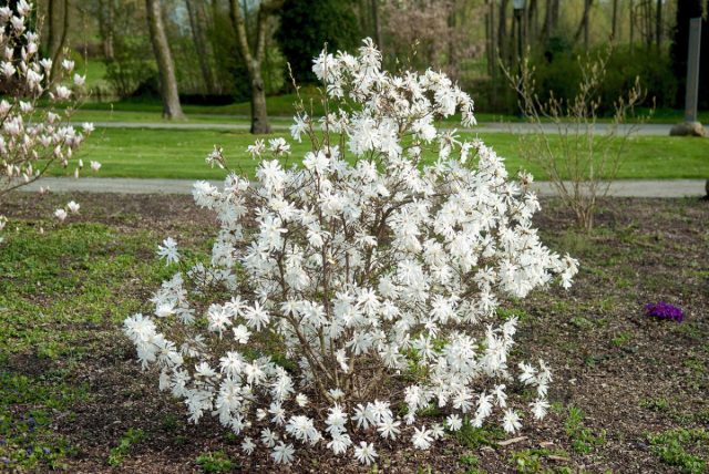 В природе в горных лесах Японии магнолия звездчатая (magnolia stellata) растет небольшим деревцем или кустарником высотой до 4 м.
