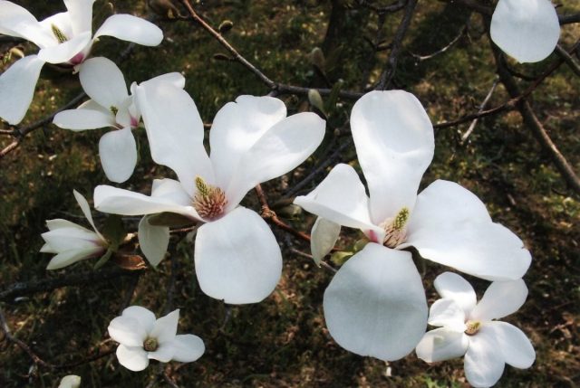 Магнолия кобус (magnolia kobus/tomentosa) - один из самых зимостойких видов родом из Японии и Кореи, где может достигать 25 м в высоту, в условиях средней полосы – до 2 м.
