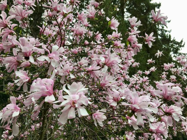 Растет магнолия Лебнера (magnolia x loebnerii) крупным кустарником или небольшим деревцем. Очень похожа на магнолию звездчатую.