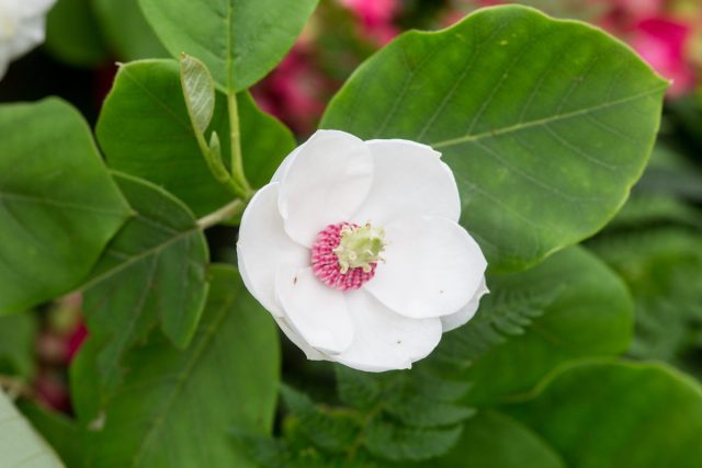 Магнолия Зибольда (magnolia sieboldii) самый выносливый вид, относящийся к 3-4 зоне зимостойкости.
