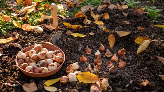 А вот для весеннецветущих луковичных цветов начало осени – оптимальное время для переселения сад. А вот для весеннецветущих луковичных цветов начало осени – оптимальное время для переселения сад.