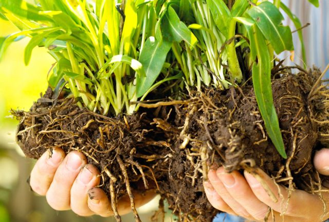 Существует прямая зависимость между сроками закладки цветочных почек, сроками цветения и временем деления и пересадки. Существует прямая зависимость между сроками закладки цветочных почек, сроками цветения и временем деления и пересадки.