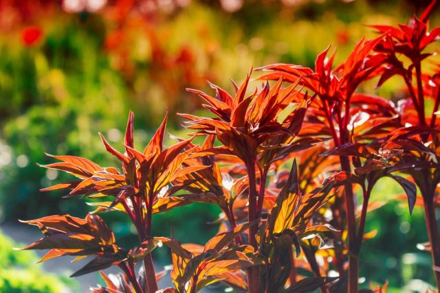 Некоторые цветущие многолетники способны расти на одном месте десятилетиями, например, пионы. Некоторые цветущие многолетники способны расти на одном месте десятилетиями, например, пионы.