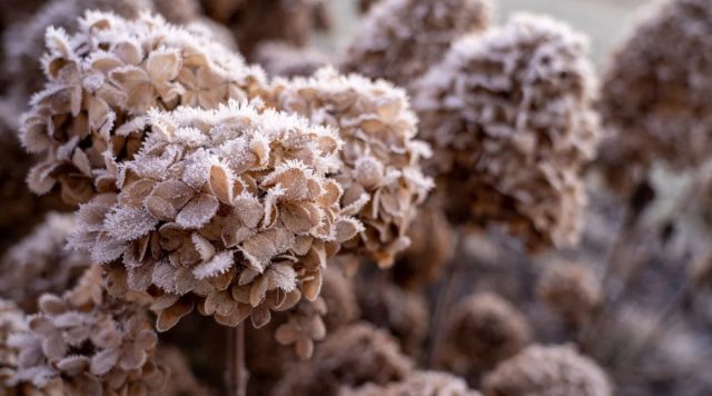 Мероприятия с гортензией крупнолистной начинают сразу после первых заморозков, но задолго до наступления стабильных холодов. Мероприятия с гортензией крупнолистной начинают сразу после первых заморозков, но задолго до наступления стабильных холодов.