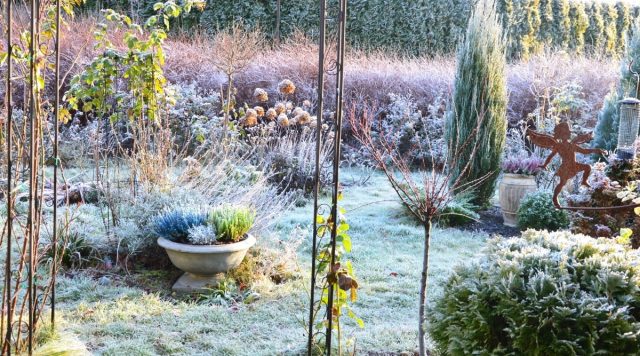 Самый лучший укрывной материал в наших широтах – это снег. Рыхлый снег (не смерзшийся!) можно подбрасывать и к укрытиям, и к зимующим без укрытия многолетникам. Самый лучший укрывной материал в наших широтах – это снег. Рыхлый снег (не смерзшийся!) можно подбрасывать и к укрытиям, и к зимующим без укрытия многолетникам.